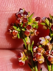 Erica subcapitata