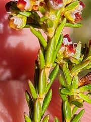 Erica subcapitata