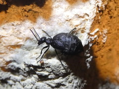 Meloe mediterraneus