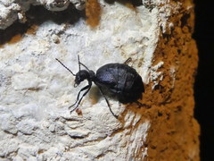 Meloe mediterraneus