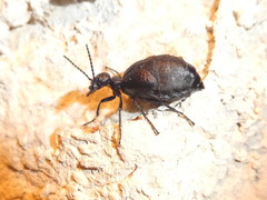 Meloe mediterraneus