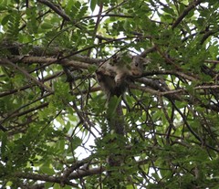 Heliosciurus mutabilis