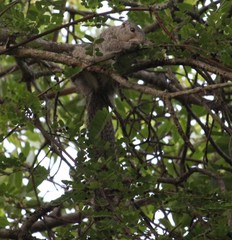 Heliosciurus mutabilis