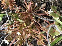 Claytonia parviflora
