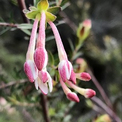 Gnidia squarrosa