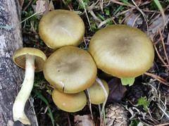 Cortinarius venetus