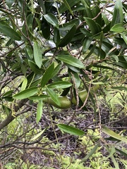 Anodendron affine