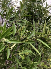 Anodendron affine