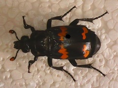 Nicrophorus mexicanus