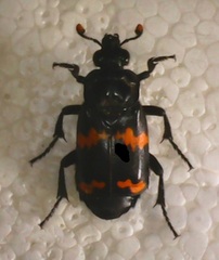 Nicrophorus mexicanus