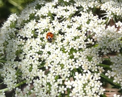 Hippodamia variegata