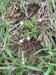 Oldenlandia herbacea