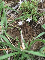 Oldenlandia herbacea