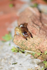 Gryllotalpa africana