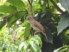 Iole viridescens