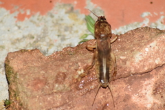 Gryllotalpa africana