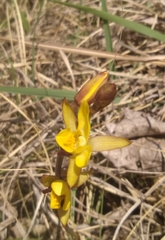 Eulophia hians inaequalis