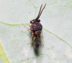 Eucharitinae