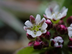 Corrigiola litoralis