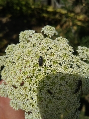 Coleoptera