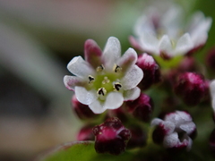 Corrigiola litoralis