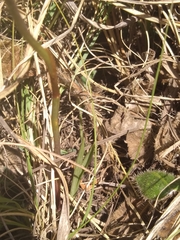 Eulophia hians inaequalis