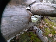 Trichaptum laricinum