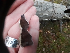 Trichaptum laricinum