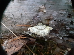 Trichaptum laricinum