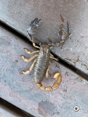 Opistophthalmus
