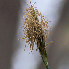 Carex laxiculmis