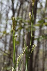 Carex laxiculmis