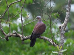 Columba punicea