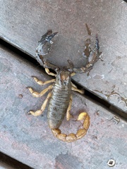 Opistophthalmus