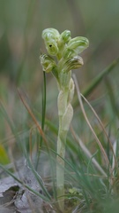 Pterostylis ziegeleri