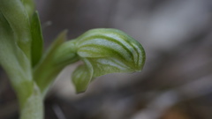 Pterostylis ziegeleri