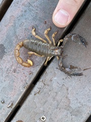 Opistophthalmus