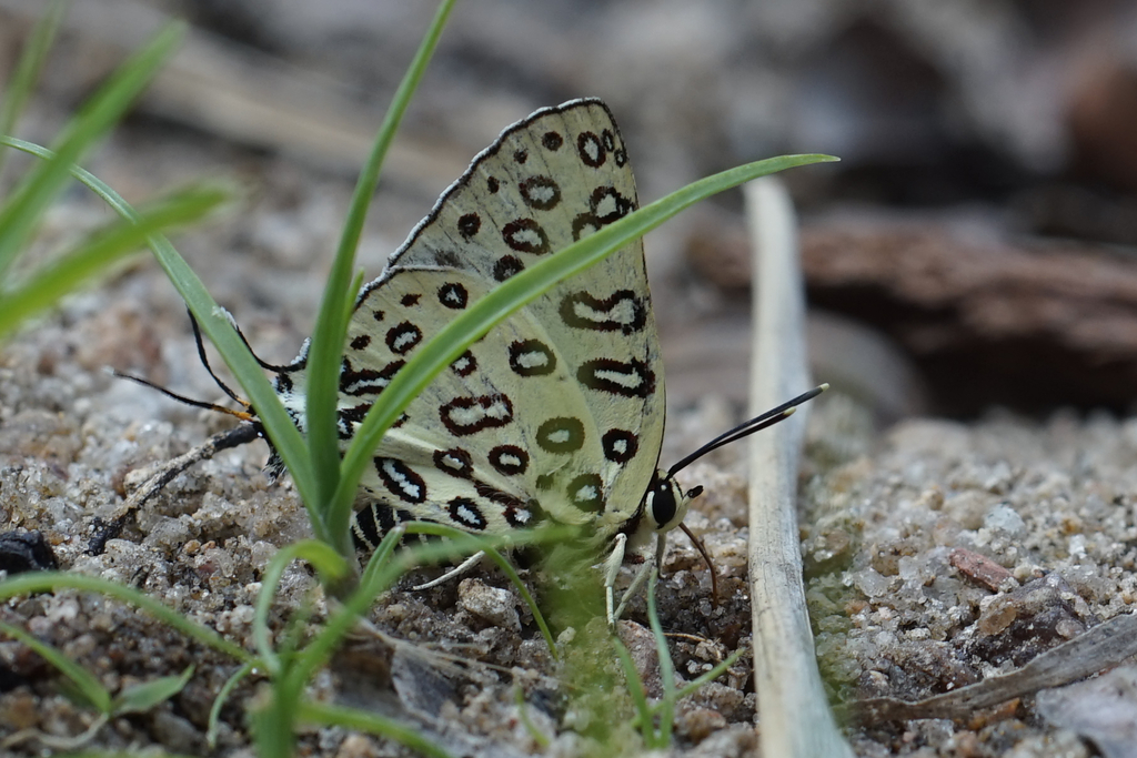 Aphnaeus flavescens