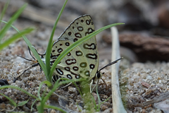 Aphnaeus flavescens