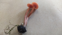 Laccaria