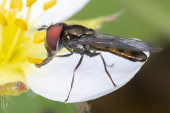 Platycheirus obscurus
