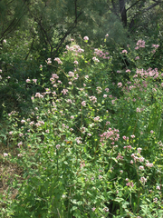 Apocynum venetum