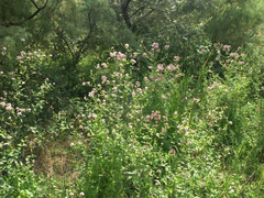 Apocynum venetum