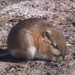 Chisel-toothed Kangaroo Rat - Photo (c) David Syzdek, some rights reserved (CC BY)