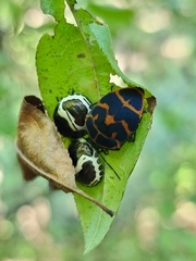 Poecilocoris lewisi