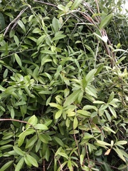 Tarlmounia elliptica