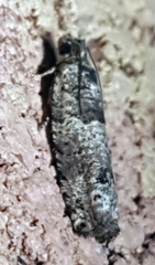 Pseudexentera knudsoni