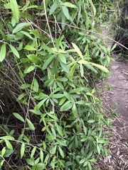 Tarlmounia elliptica