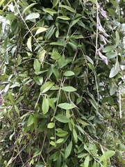 Tarlmounia elliptica