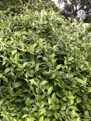 Tarlmounia elliptica